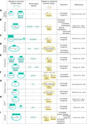 The Intestine as a Lifespan- and Proteostasis-Promoting Signaling Tissue